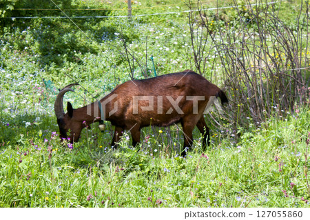 Goat grazing among wildflowers in the lush Alpine meadows of Tyrol, Austria during the vibrant summer months Goat grazing among wildflowers in the lush Alpine meadows of Tyrol, Austria during the vibrant summer months 127055860