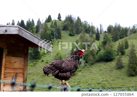 Chicken perched on a fence in picturesque Alpine landscape of Tyrol, Austria, during a cloudy day 127055864