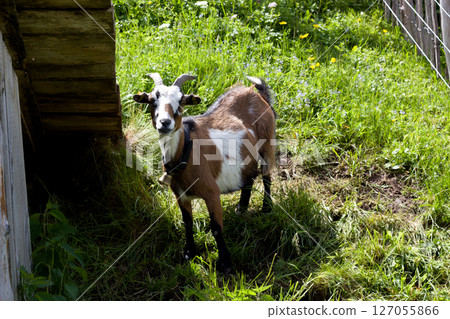 Goat standing in lush green grass near a rustic wooden shelter in Alpine Tyrol, Austria during a bright sunny day in summer 127055866