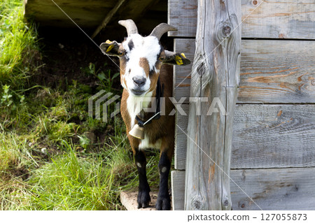 Curious goat peeking around a wooden cabin in the Alpine region of Tyrol, Austria during a sunny day Curious goat peeking around a wooden cabin in the Alpine region of Tyrol, Austria during a sunny day 127055873