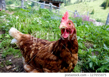 Chickens roaming freely in the lush green fields of Alpine Tyrol, Austria during a sunny day in summertime Chickens roaming freely in the lush green fields of Alpine Tyrol, Austria during a sunny day in summertime 127055875