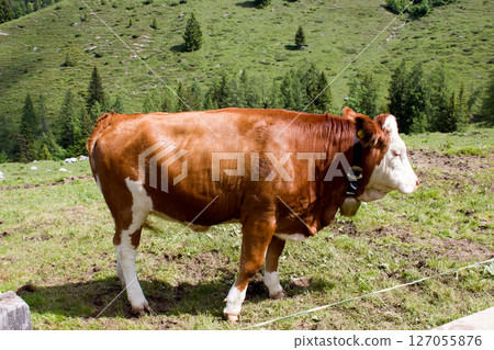 Brown cow grazing peacefully on lush green meadow in Alpine Tyrol, Austria during sunny daytime Brown cow grazing peacefully on lush green meadow in Alpine Tyrol, Austria during sunny daytime 127055876