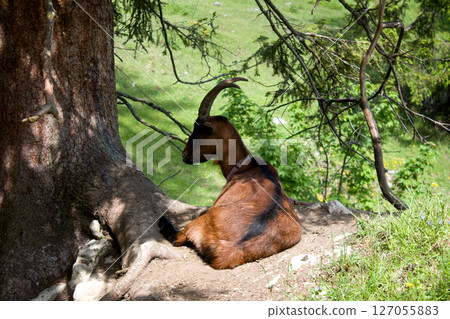 Goat resting under a tree in the lush Alpine meadows of Tyrol, Austria, enjoying the serene mountain landscape on a sunny day 127055883