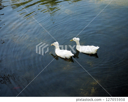 中國上海坎莫爾山古猗園 127055938