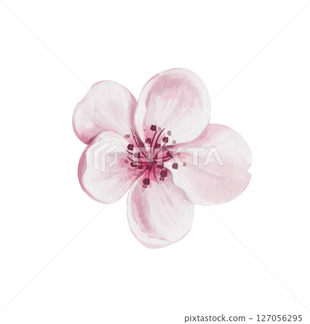 Cherry blossom. Pink sakura bud. Five petals and stamens. Small flowers for decoration. Watercolor illustration isolated from background. Hand drawing. Flower festival. High quality illustration 127056295