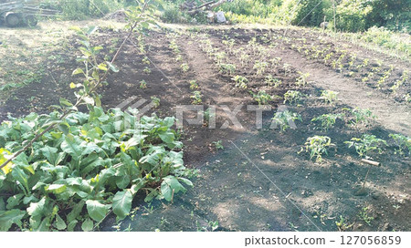 Potato beds in the garden close-up Potato beds in the garden close-up 127056859