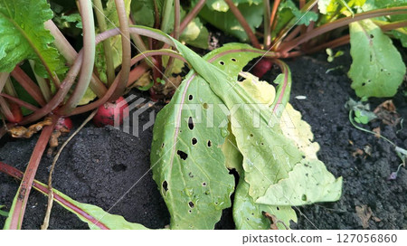 radish beds in the garden close-up 127056860