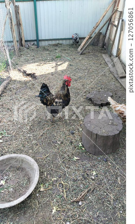 hens and a rooster on a walk hens and a rooster on a walk 127056861