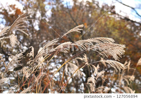 Autumn to winter landscape Autumn to winter landscape 127056894