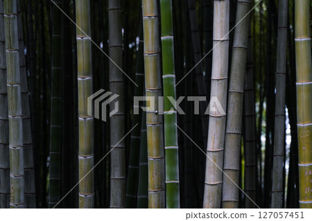 Bamboo is in fashion in Batumi. Bamboo background 127057451