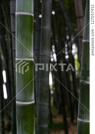 Bamboo is in fashion in Batumi. Bamboo background. Bamboo Stalk close-up 127057452