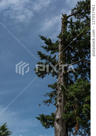 A crooked spruce tree on one side 127057461