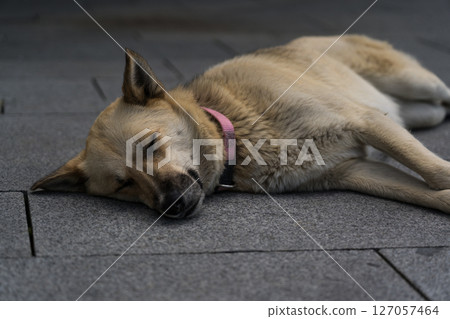 A street dog sleeps lying on a sidewalk tile 127057464