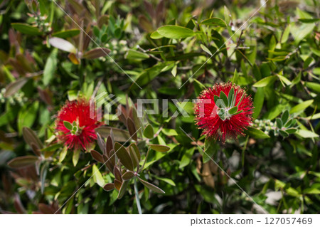 Callistemon comboynensis growing in a Japanese garden in Batumi, Georgia Callistemon comboynensis growing in a Japanese garden in Batumi, Georgia 127057469