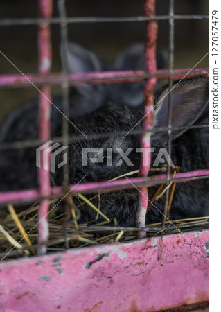black rabbit is resting in a cauldron at the zoo 127057479