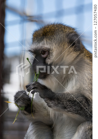 Little capuchin eating foliage at the zoo. A little monkey eats leaves 127057480