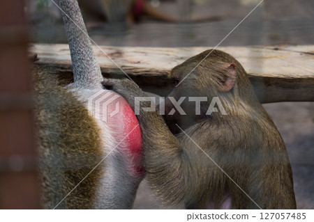 Hamadryads clean each other at the zoo. Monkeys clean each other at the zoo 127057485