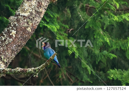 森林裡的珍寶,滾軸 森林裡的珍寶,滾軸 127057524