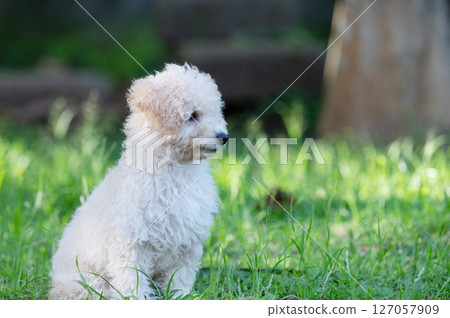 Profile portrait of poodle dog Profile portrait of poodle dog 127057909