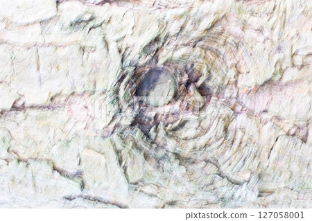 Pine bark texture. Wooden background. 127058001