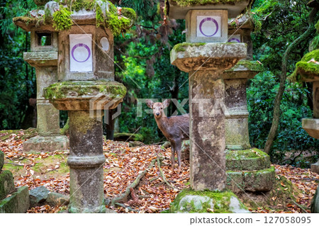 Little cute deer by lantern in park of Kasuga Taisha Shrine in autumn, Nara Little cute deer by lantern in park of Kasuga Taisha Shrine in autumn, Nara 127058095