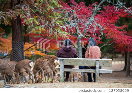 Tourist people feed food to group of deer in Nara park at autumn, Japan 127058099