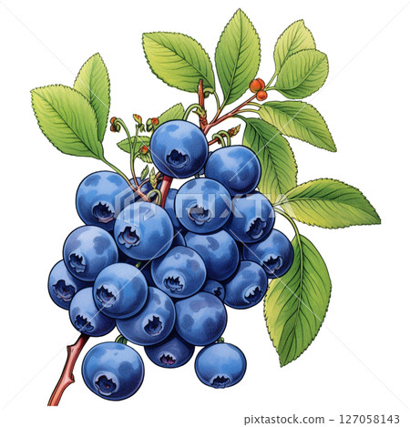 Blueberry 127058143