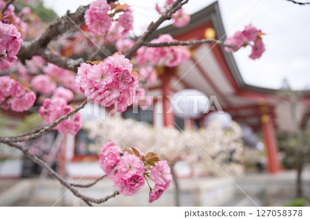 鞍馬寺：主殿和庭院裡盛開的重瓣櫻花 6 127058378