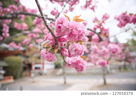 Kurama Temple: Main Hall and grounds with double cherry blossoms in full bloom 7 127058379
