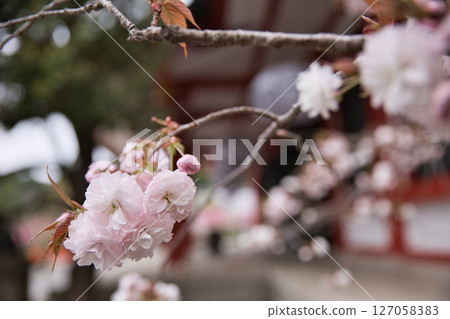 鞍馬寺:主殿和庭院裡盛開著重瓣櫻花10 鞍馬寺:主殿和庭院裡盛開著重瓣櫻花10 127058383
