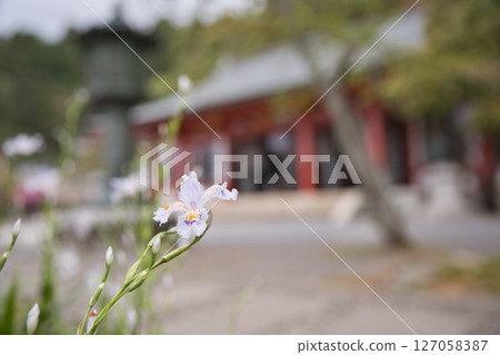Iris japonica blooming in the grounds of Kurama Temple 1 127058387