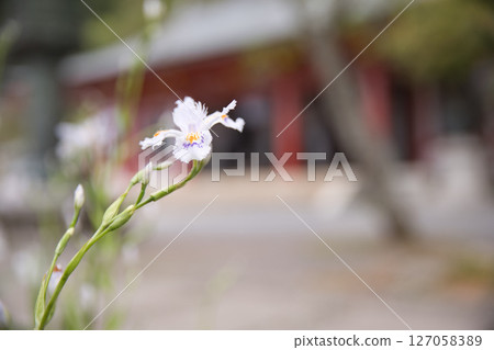 鞍馬寺境內盛開的日本鳶尾花 3 127058389