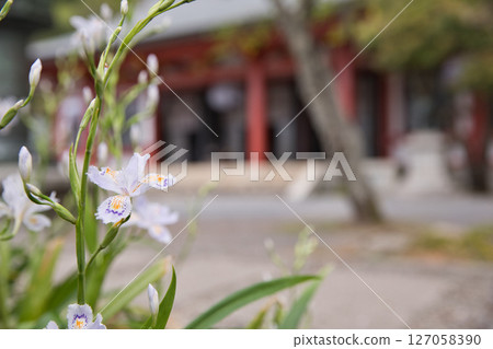 鞍馬寺境內盛開的日本鳶尾花 4 127058390