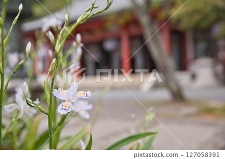 Iris japonica blooming in the grounds of Kurama Temple 5 127058391