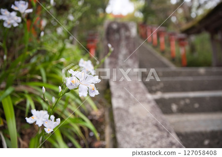 Iris japonica blooming on the approach to Kurama Temple 2 Iris japonica blooming on the approach to Kurama Temple 2 127058408