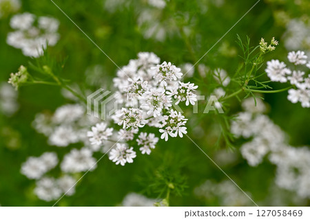 Coriander flowers Coriander flowers 127058469
