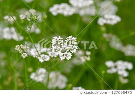 香菜花 127058470