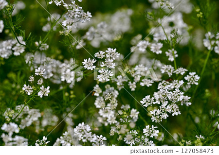 Coriander flowers 127058473