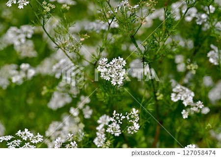 Coriander flowers Coriander flowers 127058474
