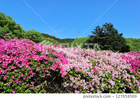 Azalea scenery at Narukawa Garden 127058509