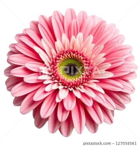 Gerbera 127058561