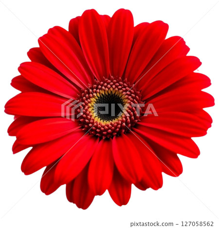Gerbera 127058562