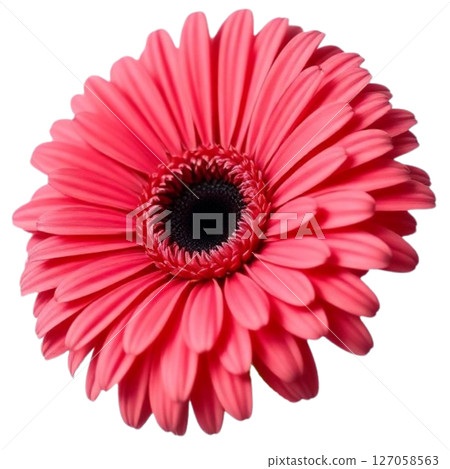 Gerbera Gerbera 127058563