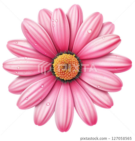Gerbera 127058565