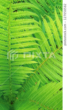Close-up of bright green fern leaves, showing their intricate patterns and texture. Natural background Close-up of bright green fern leaves, showing their intricate patterns and texture. Natural background 127058582