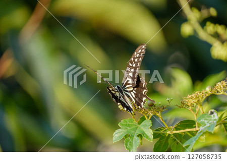 Swallowtail butterfly dancing among the greenery Swallowtail butterfly dancing among the greenery 127058735