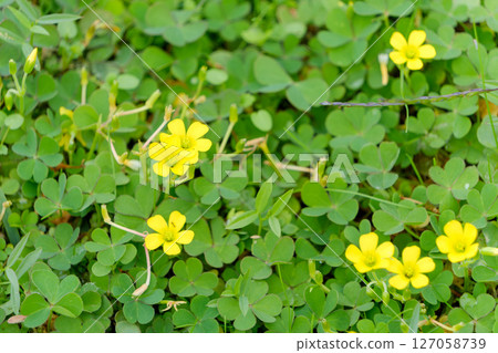Oxalis blooming on a green carpet Oxalis blooming on a green carpet 127058739
