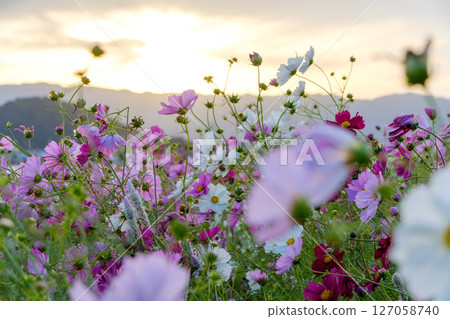 A group of cosmos flowers dyed in the sunset A group of cosmos flowers dyed in the sunset 127058740