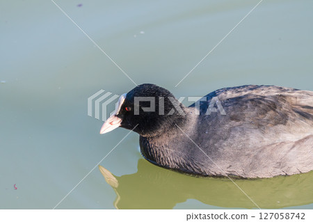 A coot floating silently 127058742