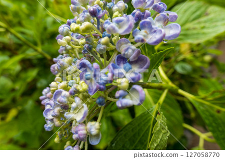 夏日花園裡,淡藍紫色的繡球花正在萌芽 夏日花園裡,淡藍紫色的繡球花正在萌芽 127058770